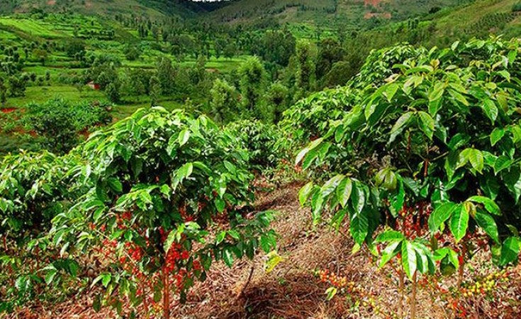 Let's dance - Café de spécialité du Kenya - Notes fruitées et sucrées