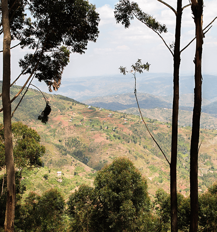 Mr Kong - Robusta de spécialité du Rwanda - Notes fruitées et boisées